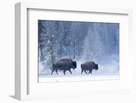 Bison and calf walking through snow, Yellowstone-Danny Green-Framed Photographic Print