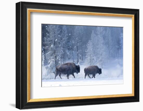 Bison and calf walking through snow, Yellowstone-Danny Green-Framed Photographic Print