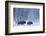 Bison and calf walking through snow, Yellowstone-Danny Green-Framed Photographic Print