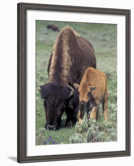 Bison and Calf, Yellowstone National Park, Wyoming, USA-Jamie & Judy Wild-Framed Photographic Print