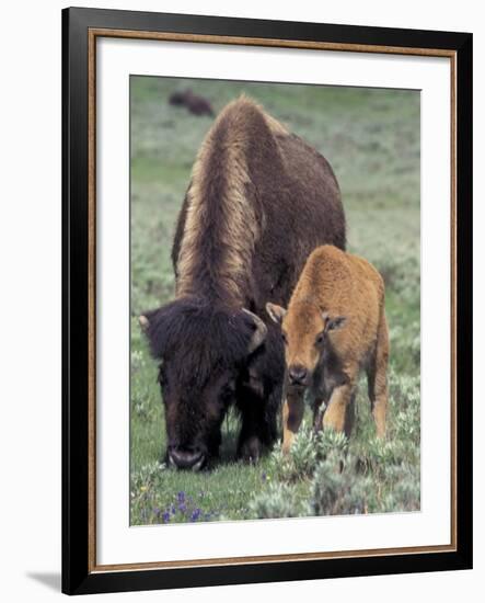 Bison and Calf, Yellowstone National Park, Wyoming, USA-Jamie & Judy Wild-Framed Photographic Print