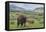 Bison and Calf (YNP)-Galloimages Online-Framed Premier Image Canvas