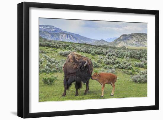 Bison and Calf (YNP)-Galloimages Online-Framed Photographic Print