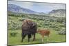 Bison and Calf (YNP)-Galloimages Online-Mounted Photographic Print