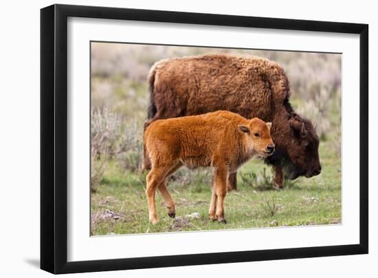 Bison and Calf-Lantern Press-Framed Art Print