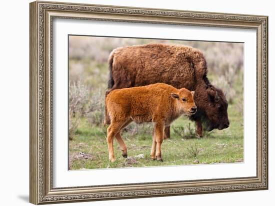 Bison and Calf-Lantern Press-Framed Premium Giclee Print