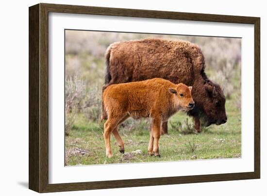 Bison and Calf-Lantern Press-Framed Premium Giclee Print