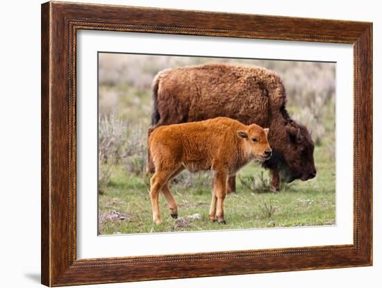 Bison and Calf-Lantern Press-Framed Premium Giclee Print