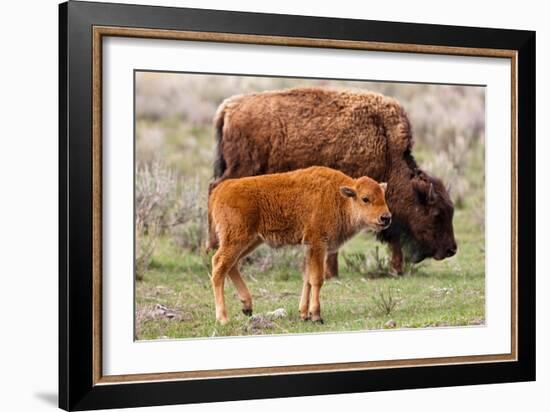 Bison and Calf-Lantern Press-Framed Premium Giclee Print