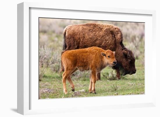 Bison and Calf-Lantern Press-Framed Premium Giclee Print