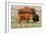 Bison and Calf-Lantern Press-Framed Premium Giclee Print