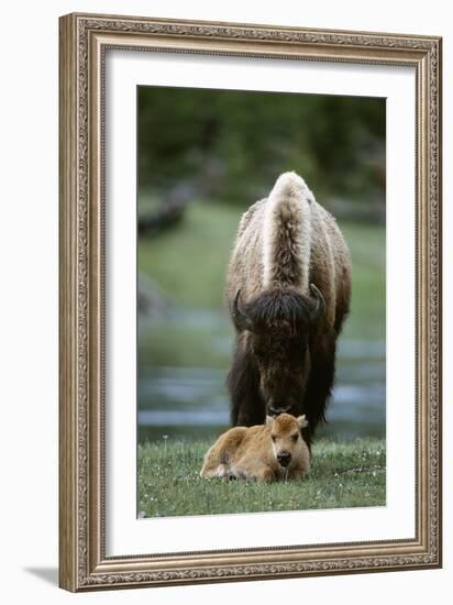 Bison and Calf-Lantern Press-Framed Premium Giclee Print