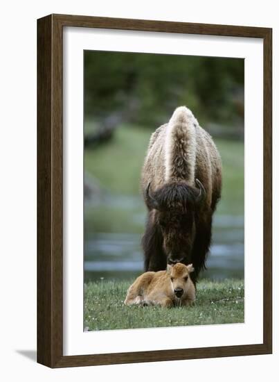 Bison and Calf-Lantern Press-Framed Premium Giclee Print