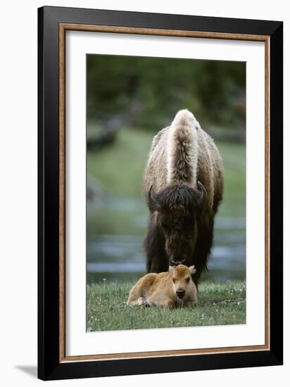 Bison and Calf-Lantern Press-Framed Premium Giclee Print