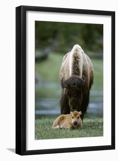 Bison and Calf-Lantern Press-Framed Premium Giclee Print