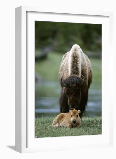 Bison and Calf-Lantern Press-Framed Premium Giclee Print