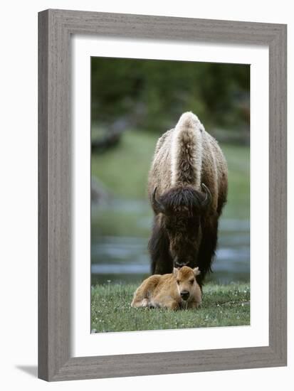 Bison and Calf-Lantern Press-Framed Art Print