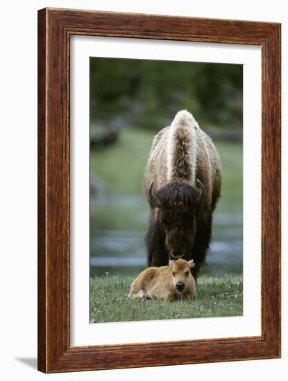 Bison and Calf-Lantern Press-Framed Art Print