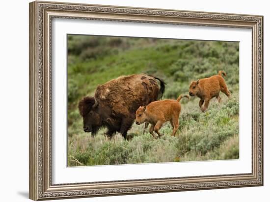 Bison and Calves Running-Lantern Press-Framed Art Print