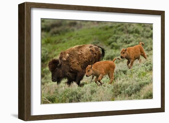 Bison and Calves Running-Lantern Press-Framed Art Print