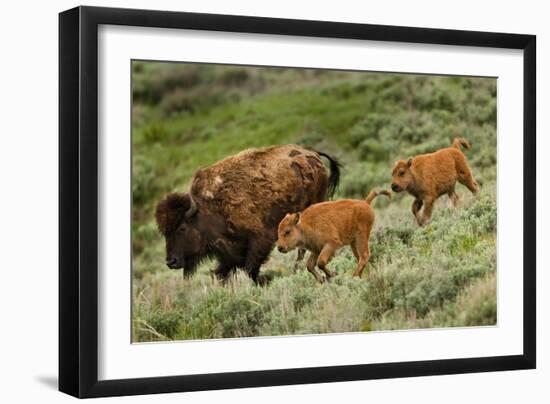 Bison and Calves Running-Lantern Press-Framed Art Print