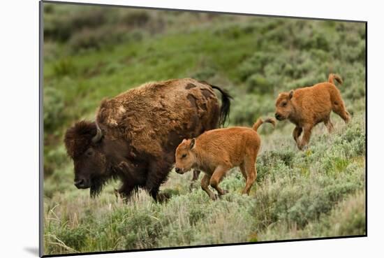 Bison and Calves Running-Lantern Press-Mounted Art Print