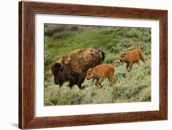 Bison and Calves Running-Lantern Press-Framed Premium Giclee Print