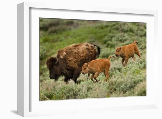 Bison and Calves Running-Lantern Press-Framed Premium Giclee Print