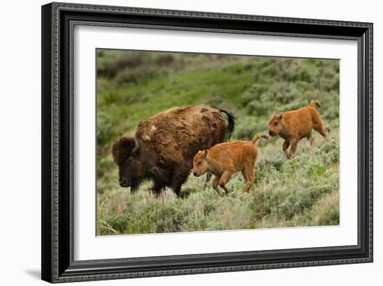 Bison and Calves Running-Lantern Press-Framed Premium Giclee Print