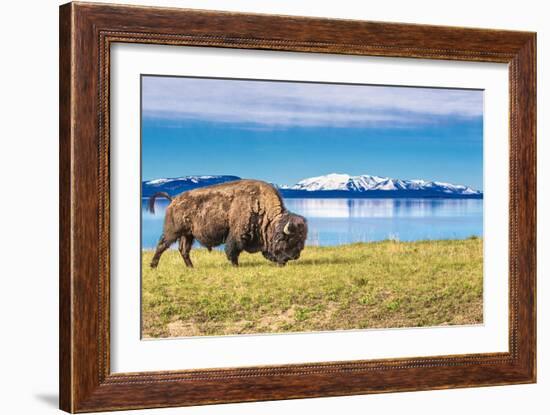 Bison and Lake-Lantern Press-Framed Art Print