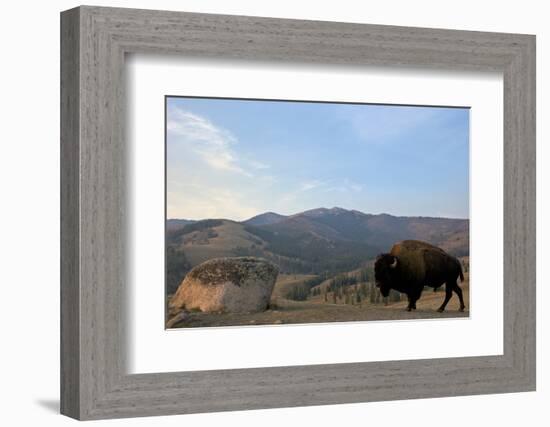 Bison and Mount Washburn in Early Morning Light, Yellowstone Nat'l Park, UNESCO Site, Wyoming, USA-Peter Barritt-Framed Photographic Print