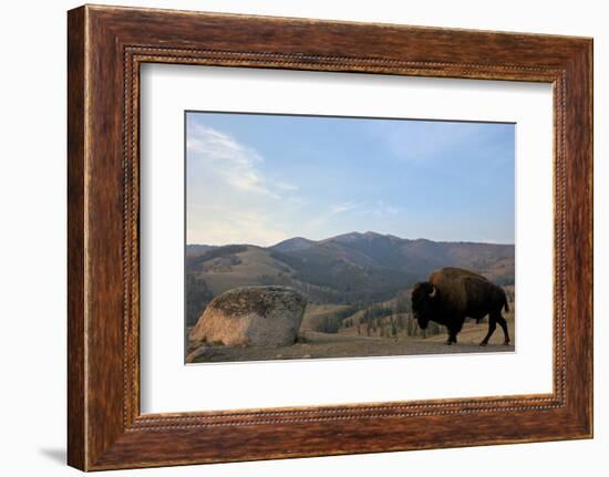 Bison and Mount Washburn in Early Morning Light, Yellowstone Nat'l Park, UNESCO Site, Wyoming, USA-Peter Barritt-Framed Photographic Print