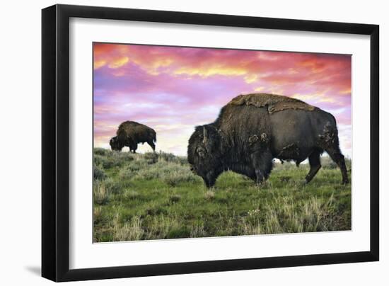 Bison and Sunset-Lantern Press-Framed Premium Giclee Print