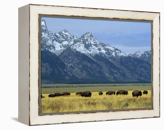 Bison and the Teton Range, Grand Teton National Park, Wyoming, USA-Jean Brooks-Framed Premier Image Canvas