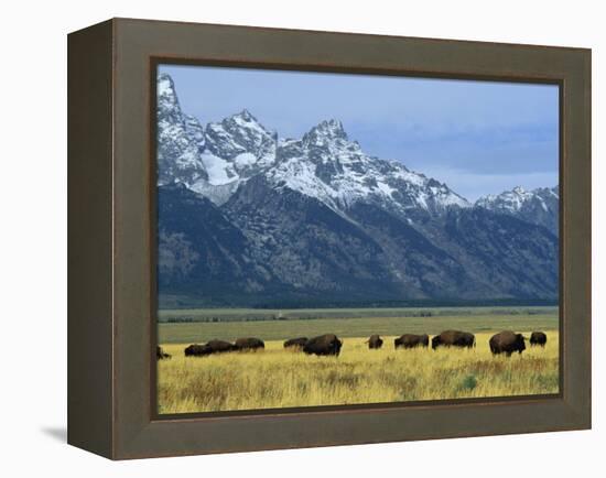 Bison and the Teton Range, Grand Teton National Park, Wyoming, USA-Jean Brooks-Framed Premier Image Canvas