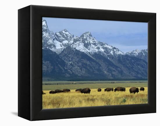 Bison and the Teton Range, Grand Teton National Park, Wyoming, USA-Jean Brooks-Framed Premier Image Canvas