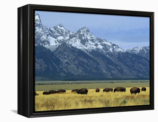 Bison and the Teton Range, Grand Teton National Park, Wyoming, USA-Jean Brooks-Framed Premier Image Canvas