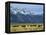 Bison and the Teton Range, Grand Teton National Park, Wyoming, USA-Jean Brooks-Framed Premier Image Canvas