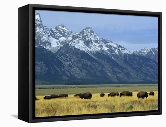 Bison and the Teton Range, Grand Teton National Park, Wyoming, USA-Jean Brooks-Framed Premier Image Canvas