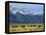 Bison and the Teton Range, Grand Teton National Park, Wyoming, USA-Jean Brooks-Framed Premier Image Canvas