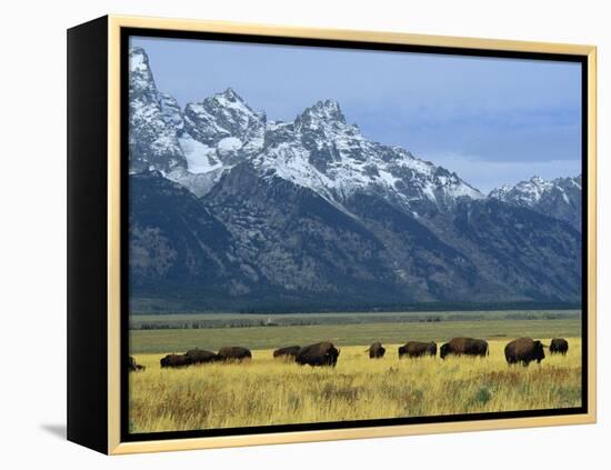 Bison and the Teton Range, Grand Teton National Park, Wyoming, USA-Jean Brooks-Framed Premier Image Canvas