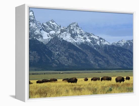 Bison and the Teton Range, Grand Teton National Park, Wyoming, USA-Jean Brooks-Framed Premier Image Canvas