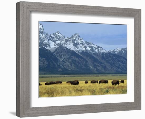 Bison and the Teton Range, Grand Teton National Park, Wyoming, USA-Jean Brooks-Framed Photographic Print