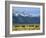 Bison and the Teton Range, Grand Teton National Park, Wyoming, USA-Jean Brooks-Framed Photographic Print