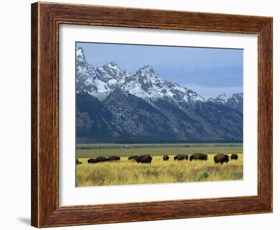 Bison and the Teton Range, Grand Teton National Park, Wyoming, USA-Jean Brooks-Framed Photographic Print