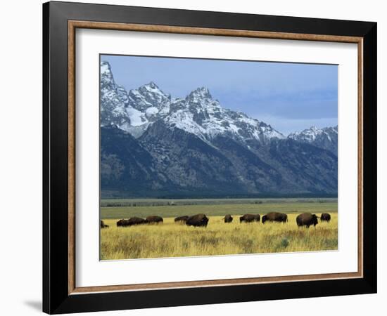 Bison and the Teton Range, Grand Teton National Park, Wyoming, USA-Jean Brooks-Framed Photographic Print