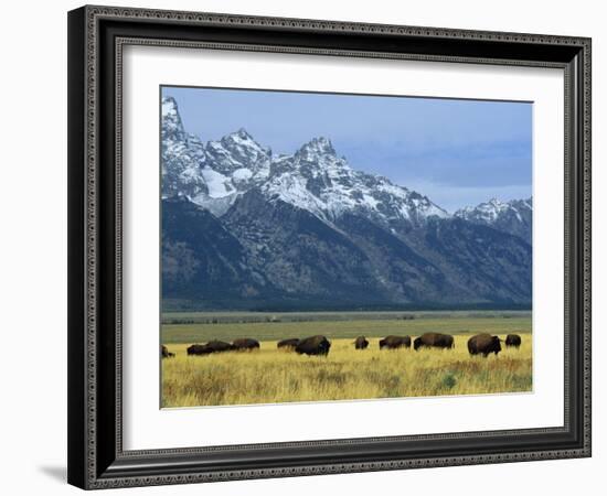 Bison and the Teton Range, Grand Teton National Park, Wyoming, USA-Jean Brooks-Framed Photographic Print