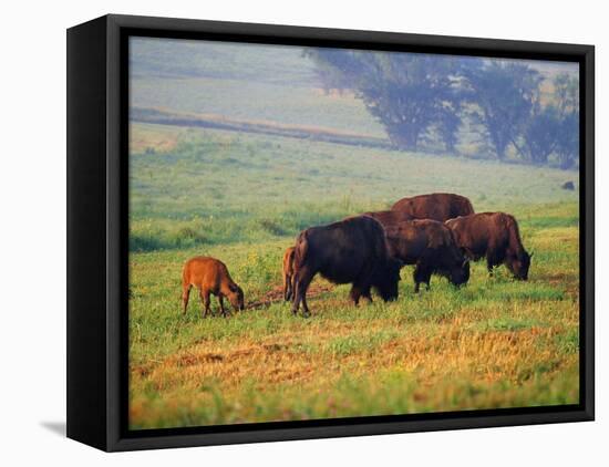 Bison at Neil Smith National Wildlife Refuge, Iowa, USA-Chuck Haney-Framed Premier Image Canvas