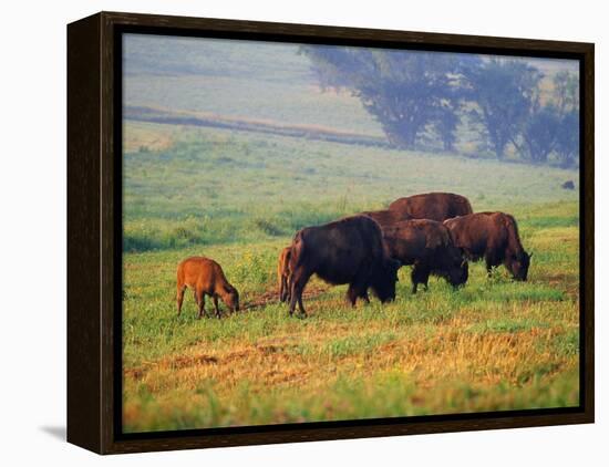 Bison at Neil Smith National Wildlife Refuge, Iowa, USA-Chuck Haney-Framed Premier Image Canvas