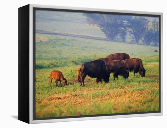 Bison at Neil Smith National Wildlife Refuge, Iowa, USA-Chuck Haney-Framed Premier Image Canvas